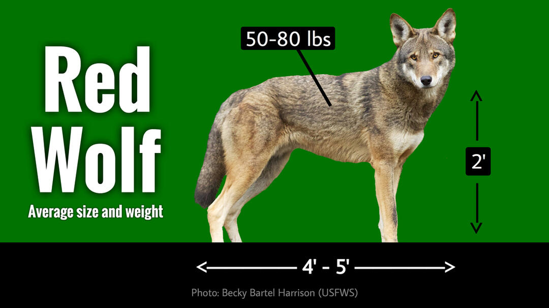 Image source: United States Fish and Wildlife Service