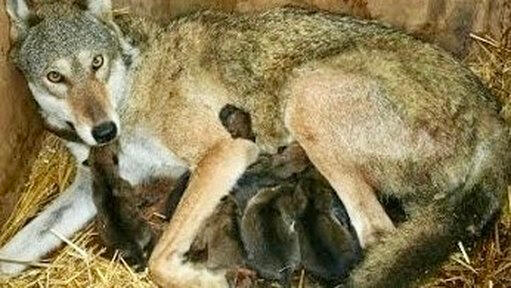 Image source: United States Fish and Wildlife Service