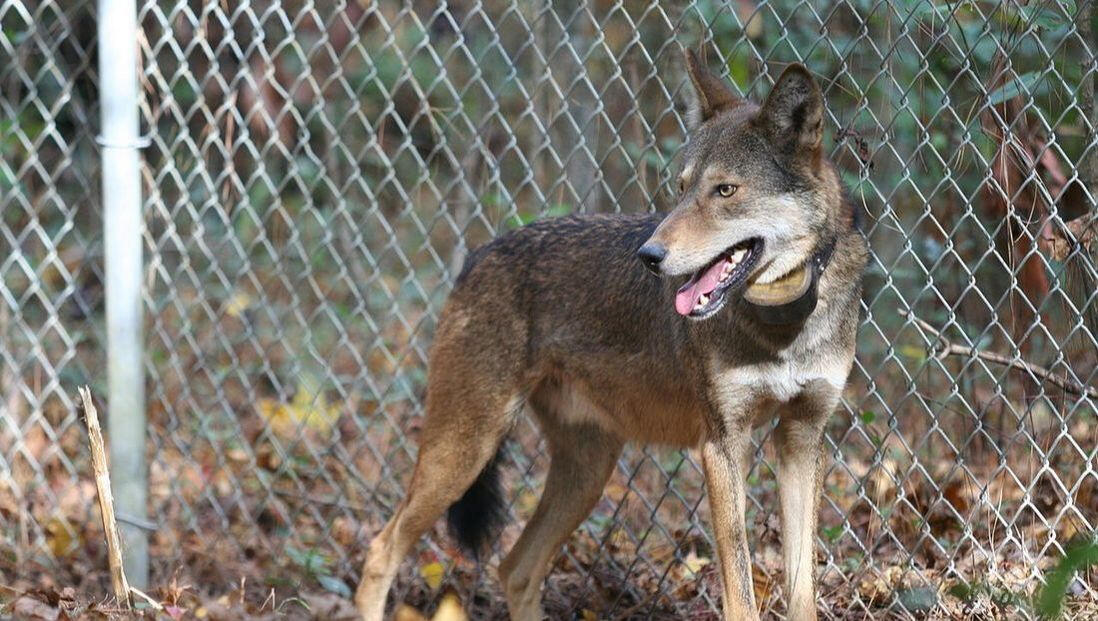 Image source: Screenshot of Red Wolf Species Survival Plan studbook (2013/14)