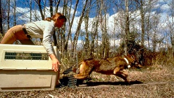 Image source: United States Fish and Wildlife Service