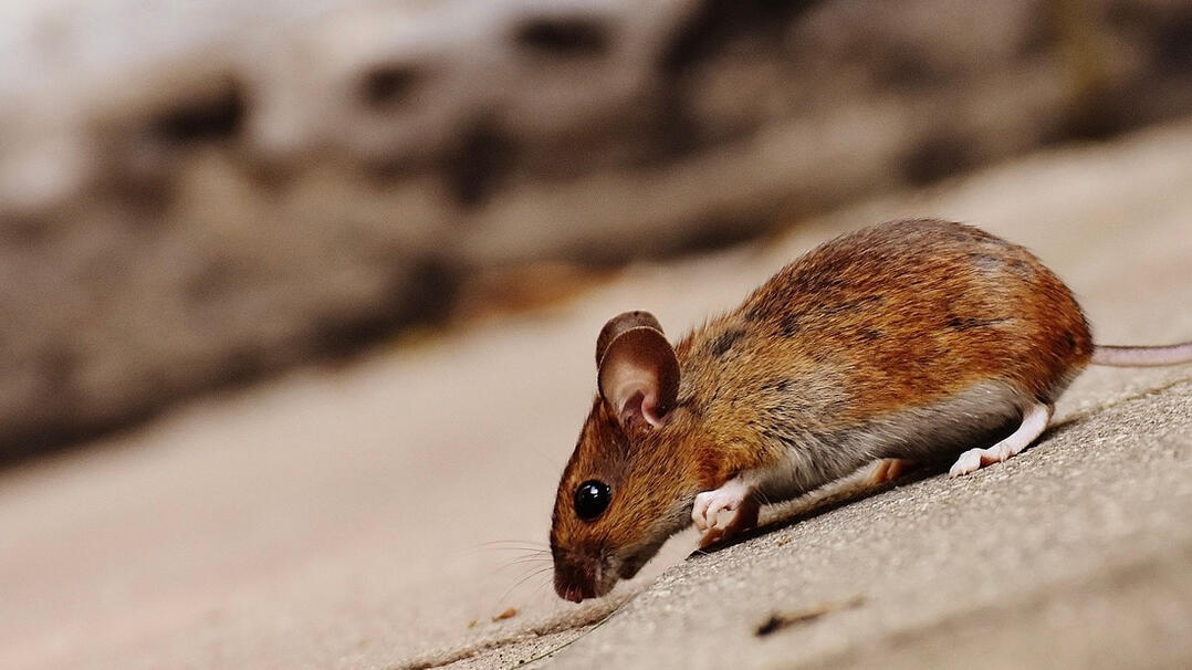 Image source: United States Fish and Wildlife Service