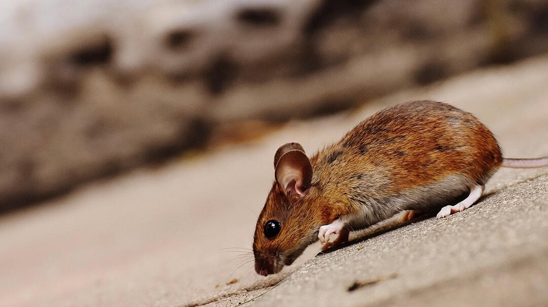 Image source: United States Fish and Wildlife Service