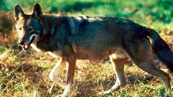 Image source: United States Fish and Wildlife Service