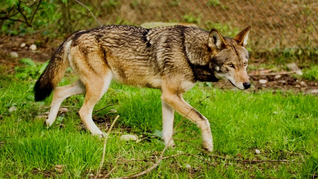 Image source: Screenshot of Red Wolf Species Survival Plan studbook (2013/14)