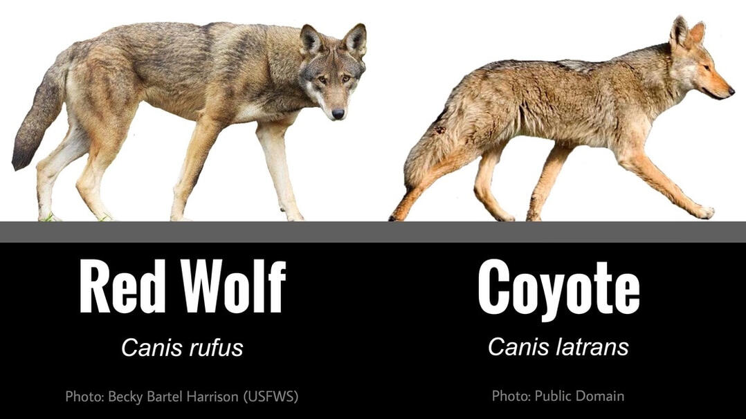 Image source: United States Fish and Wildlife Service