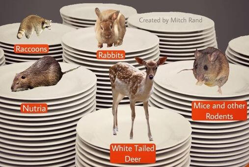 Image source: United States Fish and Wildlife Service