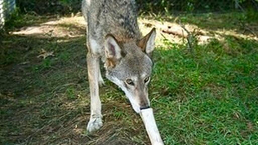 Image source: United States Fish and Wildlife Service