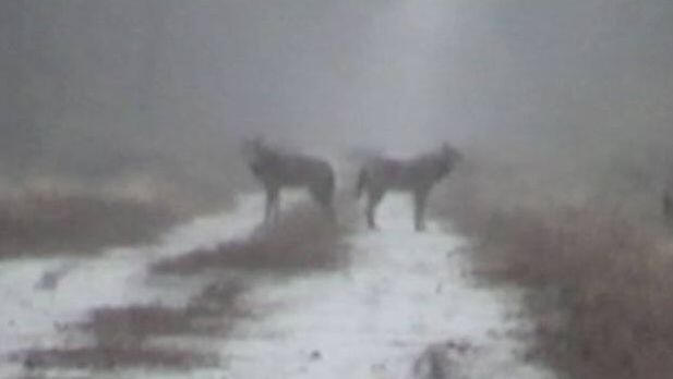 Image source: Screenshot of Red Wolf Species Survival Plan studbook (2013/14)