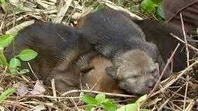 Image source: United States Fish and Wildlife Service