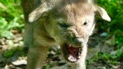 Image source: United States Fish and Wildlife Service