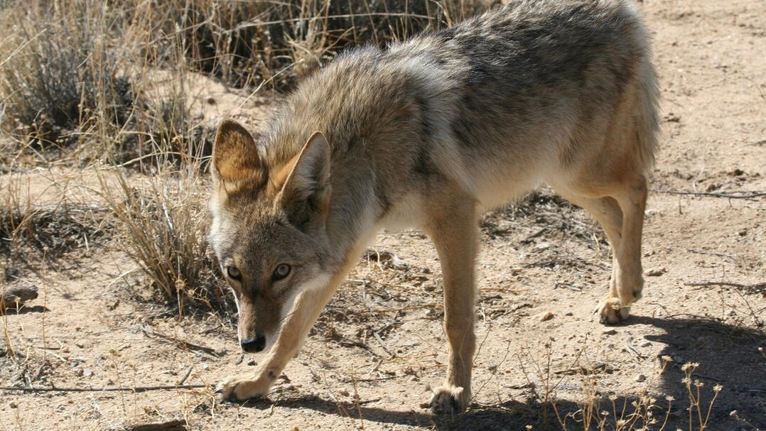 Image source: United States Fish and Wildlife Service